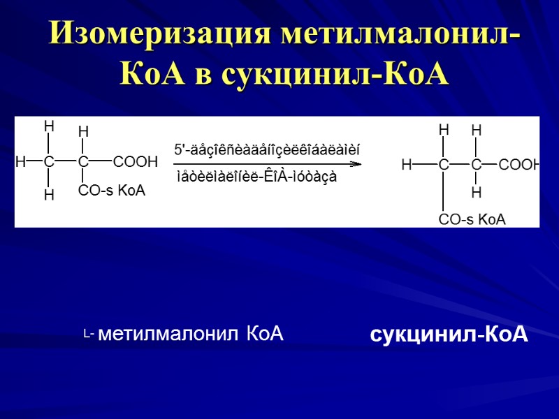 Изомеризация метилмалонил-КоА в сукцинил-КоА Изомеризация метилмалонил-КоА в сукцинил-КоА